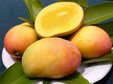 What Happens If You Eat Too Many Mangoes? 