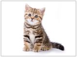 Why Avoid Raw Meat And Playing With Cats During Pregnancy?