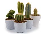 How To Add Cactus To Your Skin Care Routine