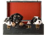 Ways To Take Care Of Dogs During Diwali