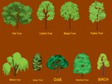 Pick A Tree & Know What It Predicts In 2018 For You