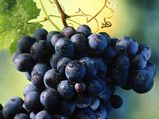 10 Health Benefits Of Black Grapes