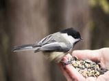  What Are The Benefits Of Feeding The Birds?