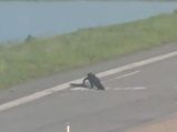 A Flight Gets Delayed! Reason? An Alligator On The Highway!