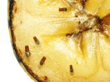 Quick Tips To Get Rid Of Fruit Flies