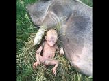 Hoax Alert! People Claim Pig Gave Birth To Half-human Half-pig