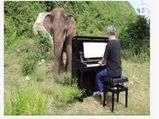 Video Of Blind Elephant’s Reaction On Hearing A Man Playing A Piano