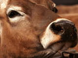 Can Cow Urine Cure Cancer? This Is What An Ayurvedic Expert Has To Say