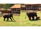 Elephant Rushed To Rescue Her Caretaker When He Was Attacked!
