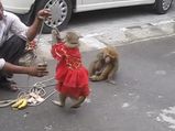 Hawker Puts Up A Monkey Show On The Streets Of India