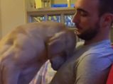 Cute Video Of Dog Asking For Forgiveness From Its Owner