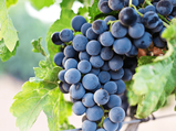 Benefits Of Concord Grapes For Kidney Health