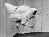History About The Chicken That Lived For 18 Months Without A Head