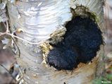 Health Benefits Of Chaga Mushrooms