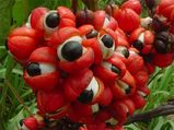 Guarana: Benefits Of The Exotic Seeds Of Energy