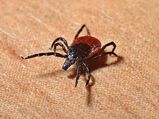 Tick Bites In Children: How To Identify And What To Do
