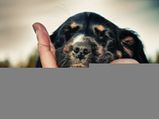 How To Keep A Dog From Smelling In Between Baths