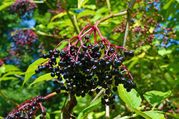 11 Lesser Known Health Benefits of Elderberry And How To Consume It