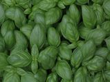 20 Lesser Known Health Benefits Of Basil Leaves, Nutrition & Recipes