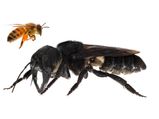 World's Largest Bee Rediscovered In Indonesia