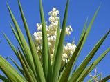 6 Fascinating Health Benefits Of Yucca: Dosage, Forms & Side Effects