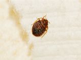 12 Effective Home Remedies To Get Rid Of Bed Bugs