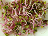Sprouts: Types, Nutrition, Health Benefits & Risks 