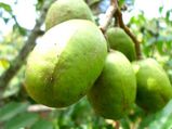 8 Lesser Known Health Benefits Of Ambarella, The Golden Apple