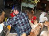 Man Runs Into Debt After He Adopted 300 Dogs In 2 Years
