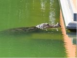 Crocodile Entered The Temple And People Worshipped It
