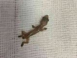 Doctor Found A Live Lizard In The Patient’s Ear