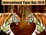 International Tiger Day 2022: History And Significance