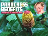 What Is Paracress? Its Benefits, Side Effects And Recipes
