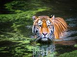 International Tiger Day 2019: Measures Adopted By Government Of India To Save Tigers
