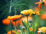 Health Benefits Of Calendula (Pot Marigold): Preventing Cancer, Healing Ulcers And More...
