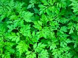 Mugwort: Health Benefits, Uses And Side Effects 
