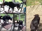 A Kind Dog Saves A Trapped Bird's Life: Viral Video
