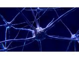 Unknown Organ Under Human Skin Found, May Help Detect Pain 