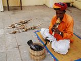 Brides Receive Poisonous Snakes As Dowry In Kawardha, Chhattisgarh
