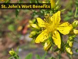 St John's Wort: Benefits, Side Effects And Drug Interactions