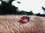 Dengue Alert In Bangalore: The City Reports 500 Cases In A Day