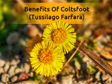 Coltsfoot (Tussilago Farfara): Health Benefits, Side Effects And Precautions
