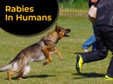 Rabies In Humans: Causes, Symptoms, Risk Factors, Treatment And Prevention