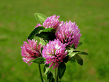 Red Clover: Health Benefits, Side Effects And How To Consume
