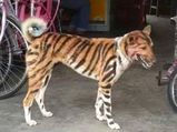 In An Attempt To Save Crops, Karnataka Farmer Paints His Dog To Resemble A Tiger