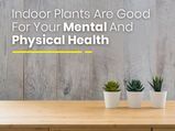 Did You Know That Indoor Plants Are Good For Your Mental And Physical Health?