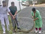 The Navy Officer’s Wife Vidya Raju Rescues 20 Kg Python, Video Goes Viral