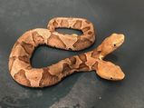 Venomous Two-headed Copperhead Snake Found In Virginia, Pictures Go Viral!
