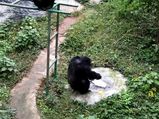 This Viral Video Of Chimpanzee Carefully Washing A T-Shirt Will Leave You Surprised