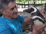 Viral: This Adorable Penguin Migrates 8,000 KM Every Year To Meet The Man Who Saved It